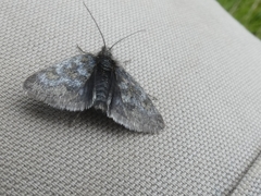 Metaxmeste phrygialis
