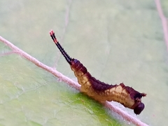 Cerurinae