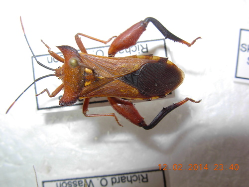 Mozena lunata (Mozena lunata)