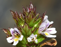 Euphrasia willkommii