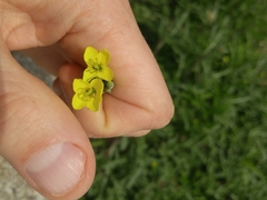 Diplotaxis tenuifolia