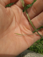 Diplotaxis tenuifolia