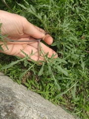 Diplotaxis tenuifolia