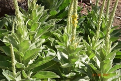 Verbascum giganteum