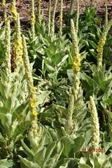 Verbascum giganteum
