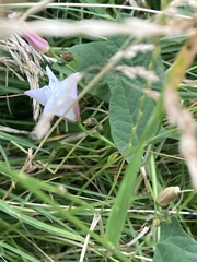 Convolvulus arvensis