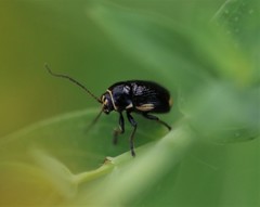 Cryptocephalus moraei
