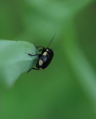 Cryptocephalus moraei