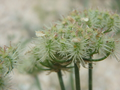 Astrodaucus littoralis