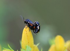 Cryptocephalus moraei