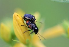 Cryptocephalus moraei