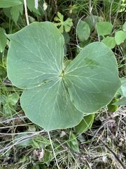 Trillium cernuum