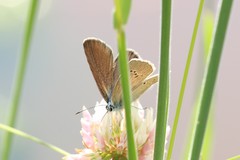 Cyaniris semiargus