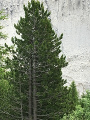 Pinus cembra