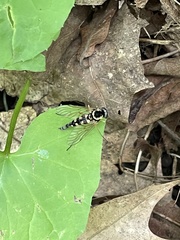 Chrysopilus ornatus
