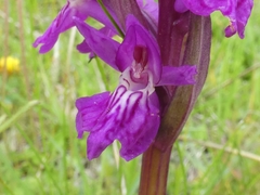 Dactylorhiza lapponica