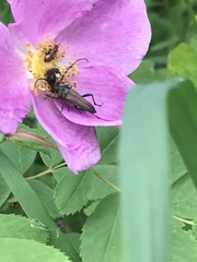 Lepturobosca chrysocoma