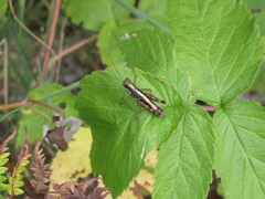 Booneacris glacialis