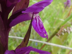Dactylorhiza lapponica