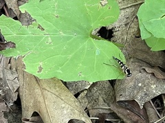 Chrysopilus ornatus