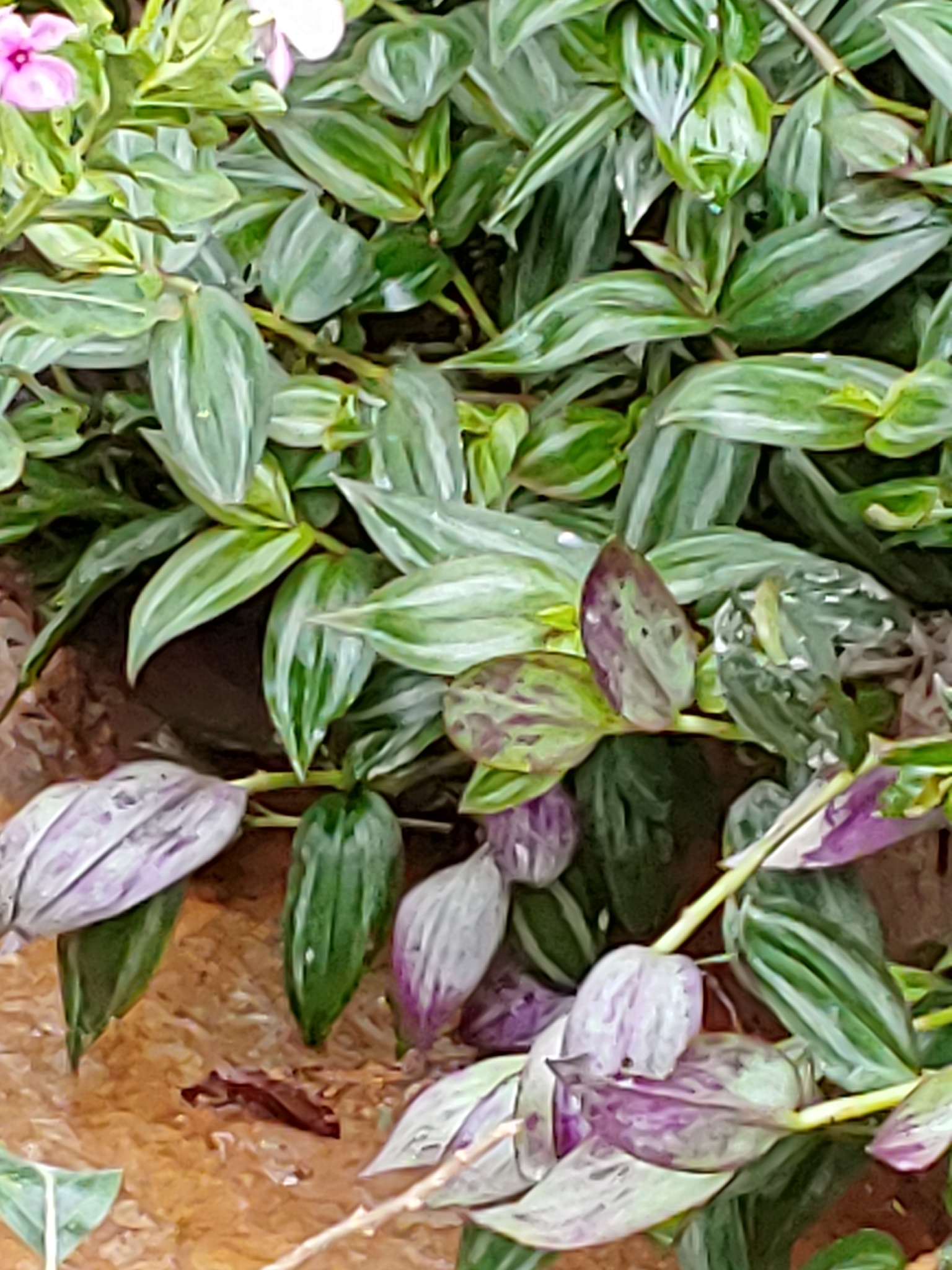 Tradescantia zebrina