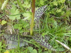 Dactylorhiza lapponica