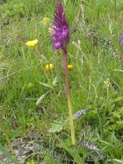 Dactylorhiza lapponica