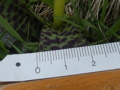 Dactylorhiza lapponica