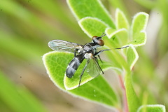 Cylindromyia propusilla