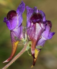 Linaria aeruginea