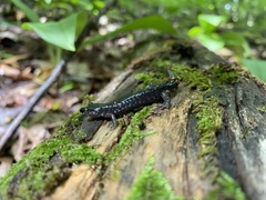 Plethodon teyahalee