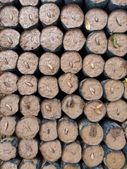 Palaquium ellipticum