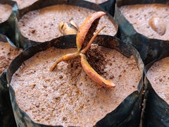 Palaquium ellipticum