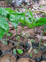 Dysoxylum malabaricum