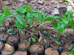 Dysoxylum malabaricum