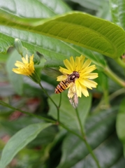 Episyrphus balteatus