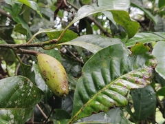 Palaquium ellipticum