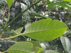Palaquium ellipticum