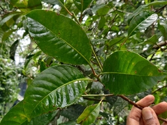 Palaquium ellipticum