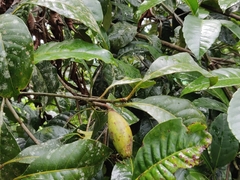 Palaquium ellipticum