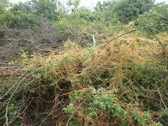 Cuscuta monogyna
