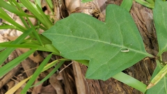 Cissus trifoliata