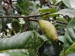 Palaquium ellipticum
