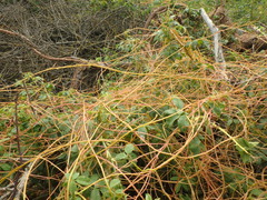 Cuscuta monogyna