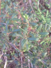 Lonicera subspicata subspicata
