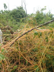 Cuscuta monogyna