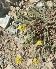 Ivesia gordonii