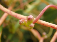 Cuscuta monogyna
