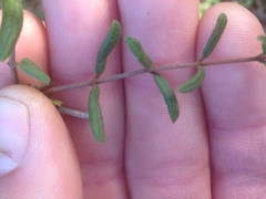 Lonicera subspicata subspicata