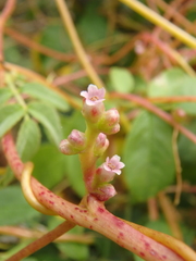 Cuscuta monogyna
